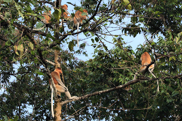 ProboscisMonkeys_Sukau_0254 (182)_m.jpg
